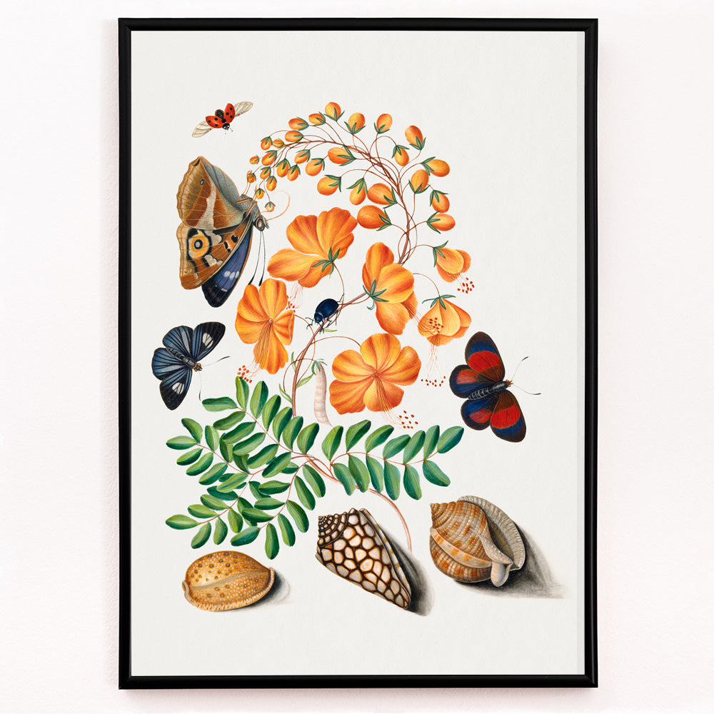 Closeup detail of Botanical illustration and poster of vibrant flowers beetles butterflies and shells from Natural History Cabinet of Anna Blackburne by James Bolton