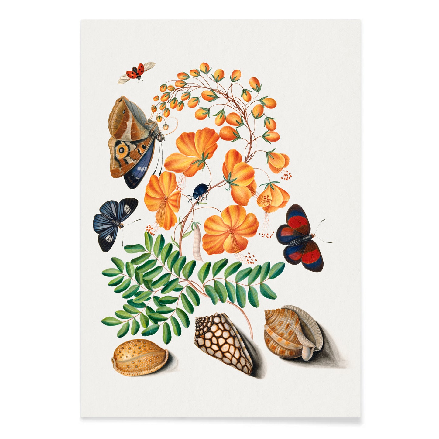 Botanical illustration and poster of vibrant flowers beetles butterflies and shells from Natural History Cabinet of Anna Blackburne by James Bolton, with black aluminium frame on white background