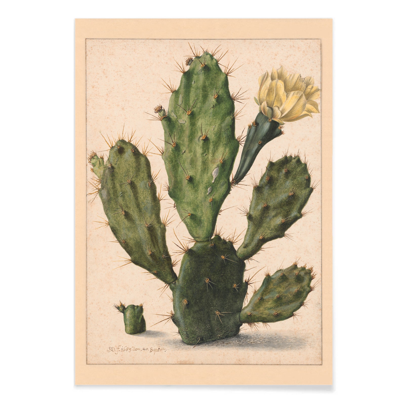 Pear Cactus in Bloom by Herman Saftleven botanical illustration and poster featuring a green cactus with a yellow flower on a neutral background, with black aluminium frame on white background