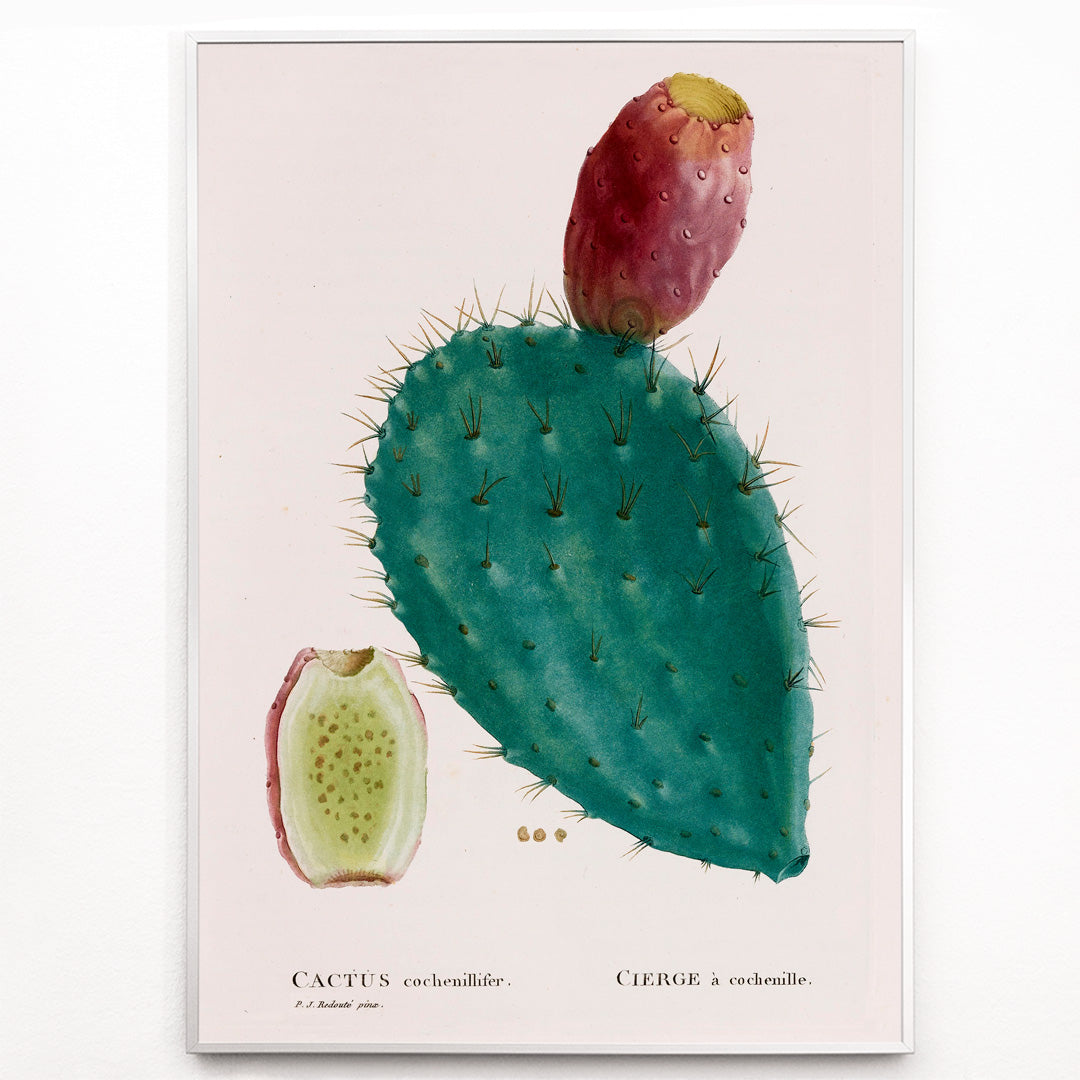 Closeup detail of Botanical illustration poster of prickly pear cactus with fruit by PJ Redoute titled Cactus cochenillifer