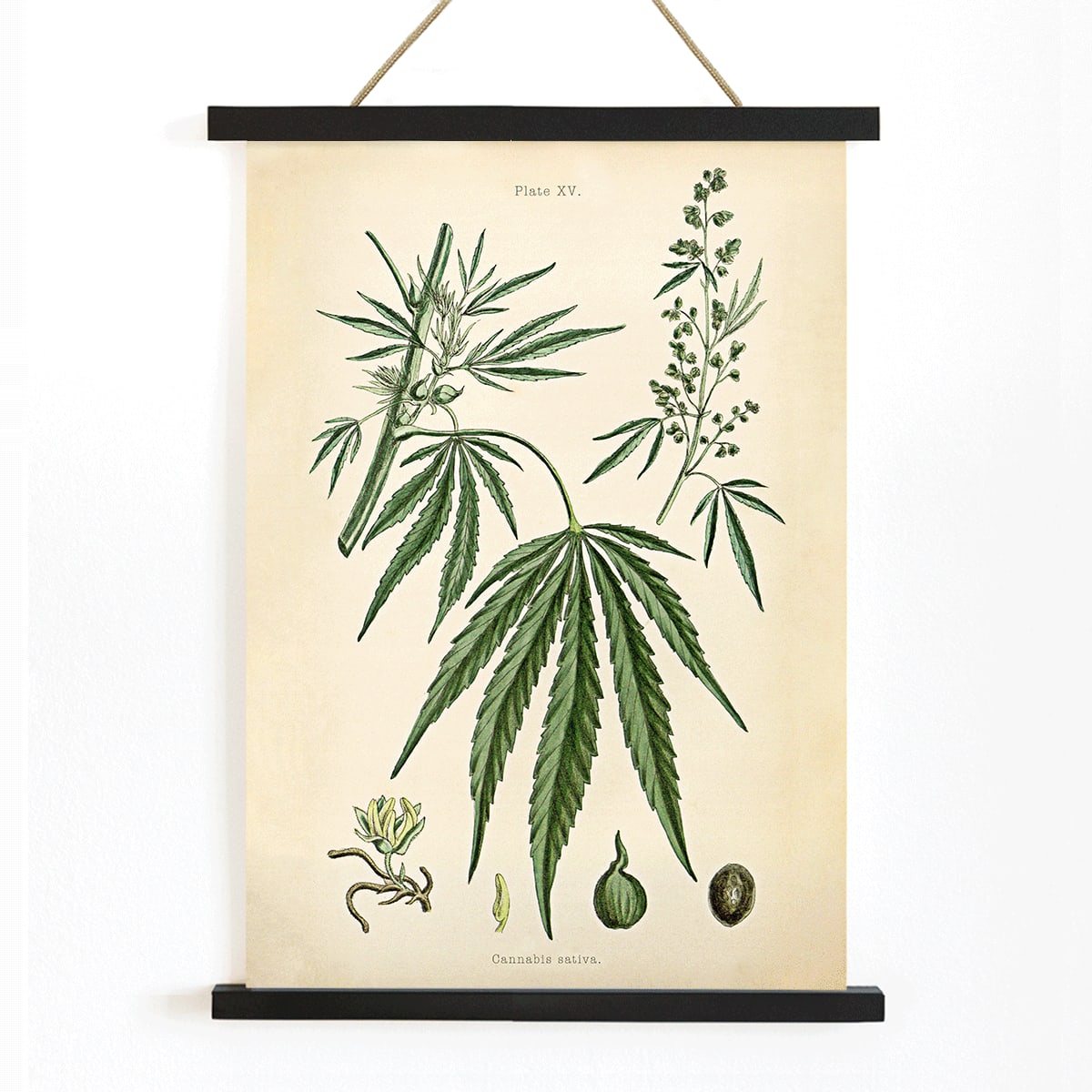 Cannabis sativa botanical illustration showing detailed plant parts leaves flowers and seeds from Cannabis Botanical Plate 2 artwork, with wooden magnetic frame on white background