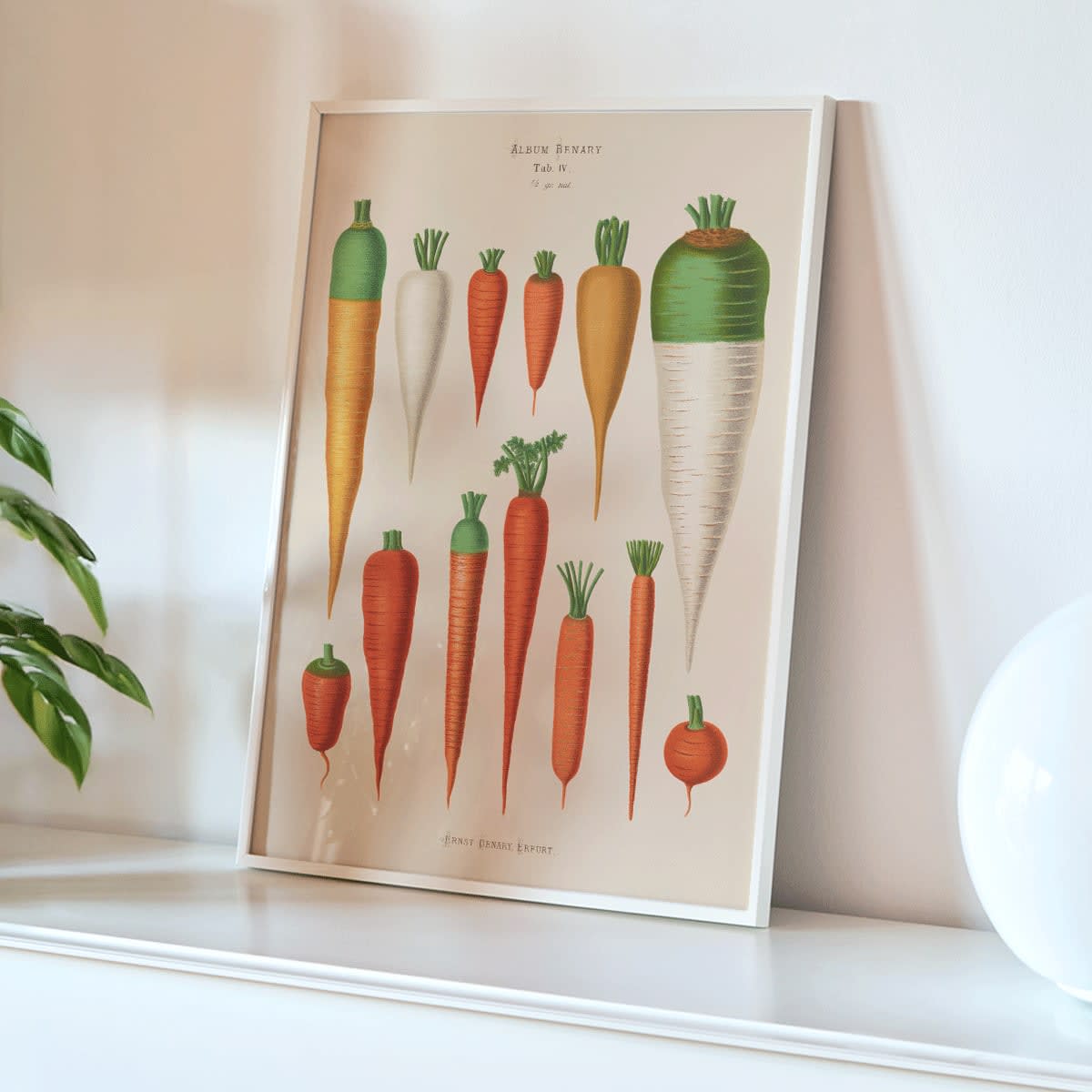 Vintage botanical poster of carrots from Album Benary by Ernst Benary featuring diverse colorful carrot illustrations and shapes, framed and displayed in modern living room decor