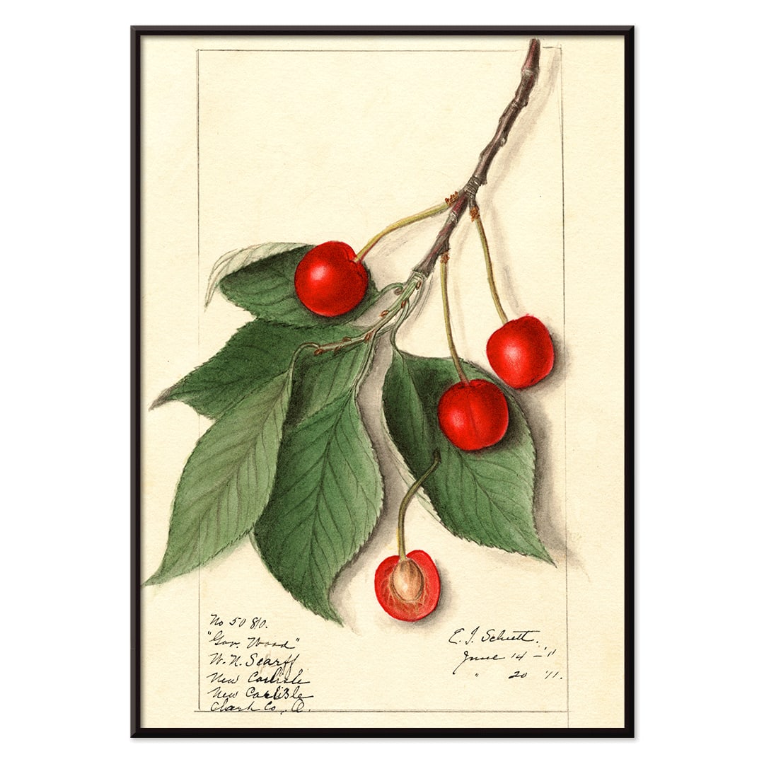 Botanical illustration poster of Prunus avium Govenor Wood by Ellen Isham Schutt featuring cherries and leaves on a branch, with black aluminium frame on white background