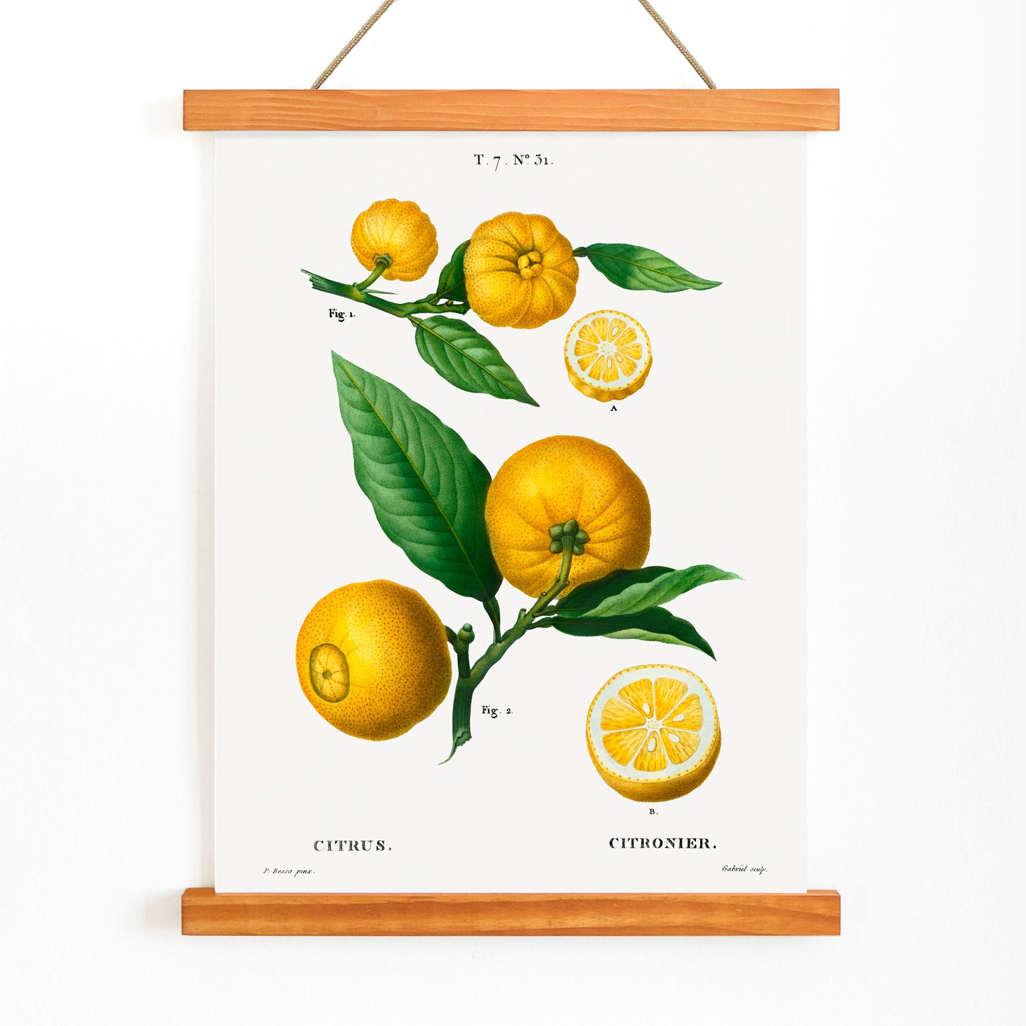 Botanical illustration of citrus fruit clusters and green leaves by Pierre-Joseph Redoute from Traite des Arbres et Arbustes, with wooden magnetic frame on white background