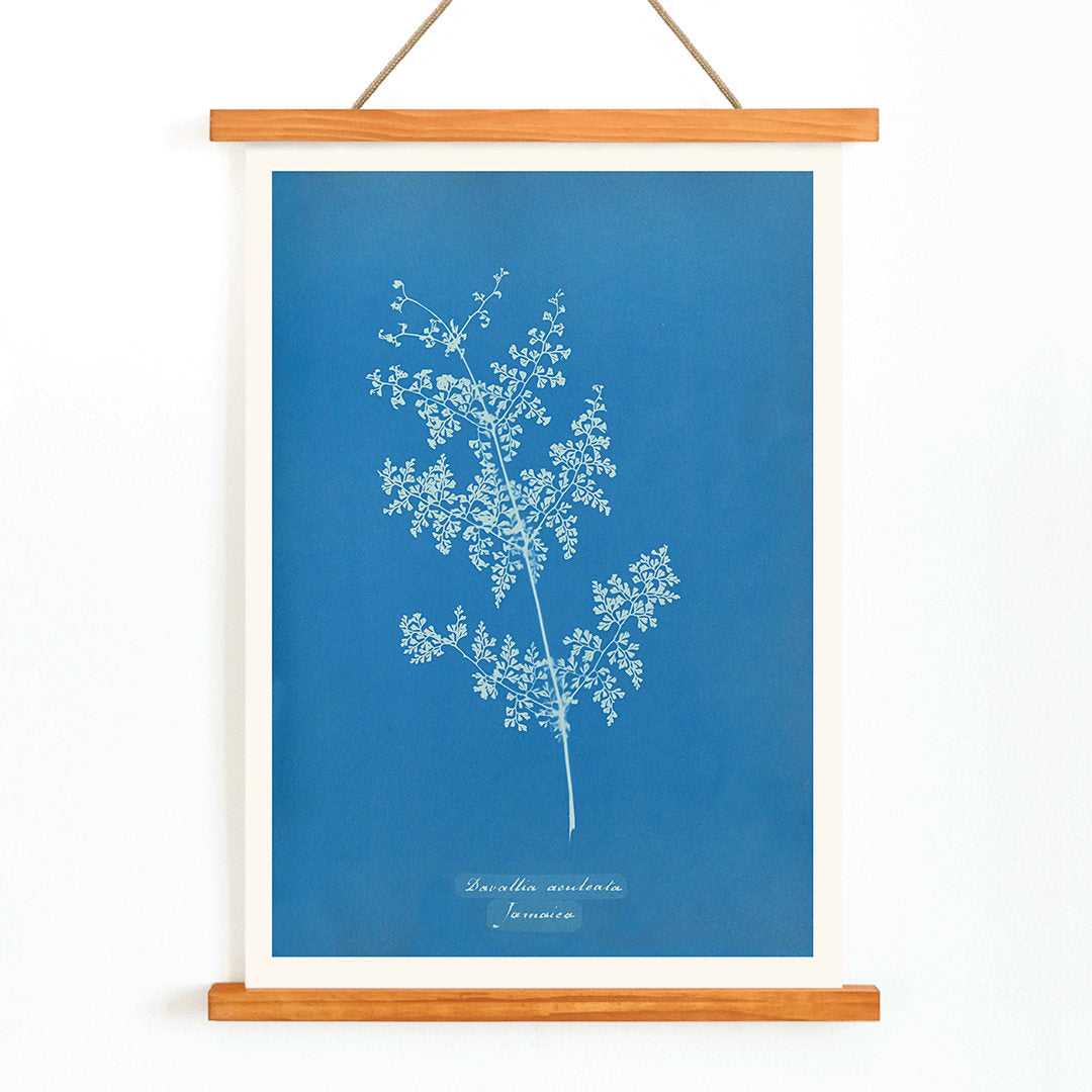 Davallia aeuleata cyanotype artwork by Anna Atkins featuring a delicate botanical fern print on a blue background poster, with wooden magnetic frame on white background