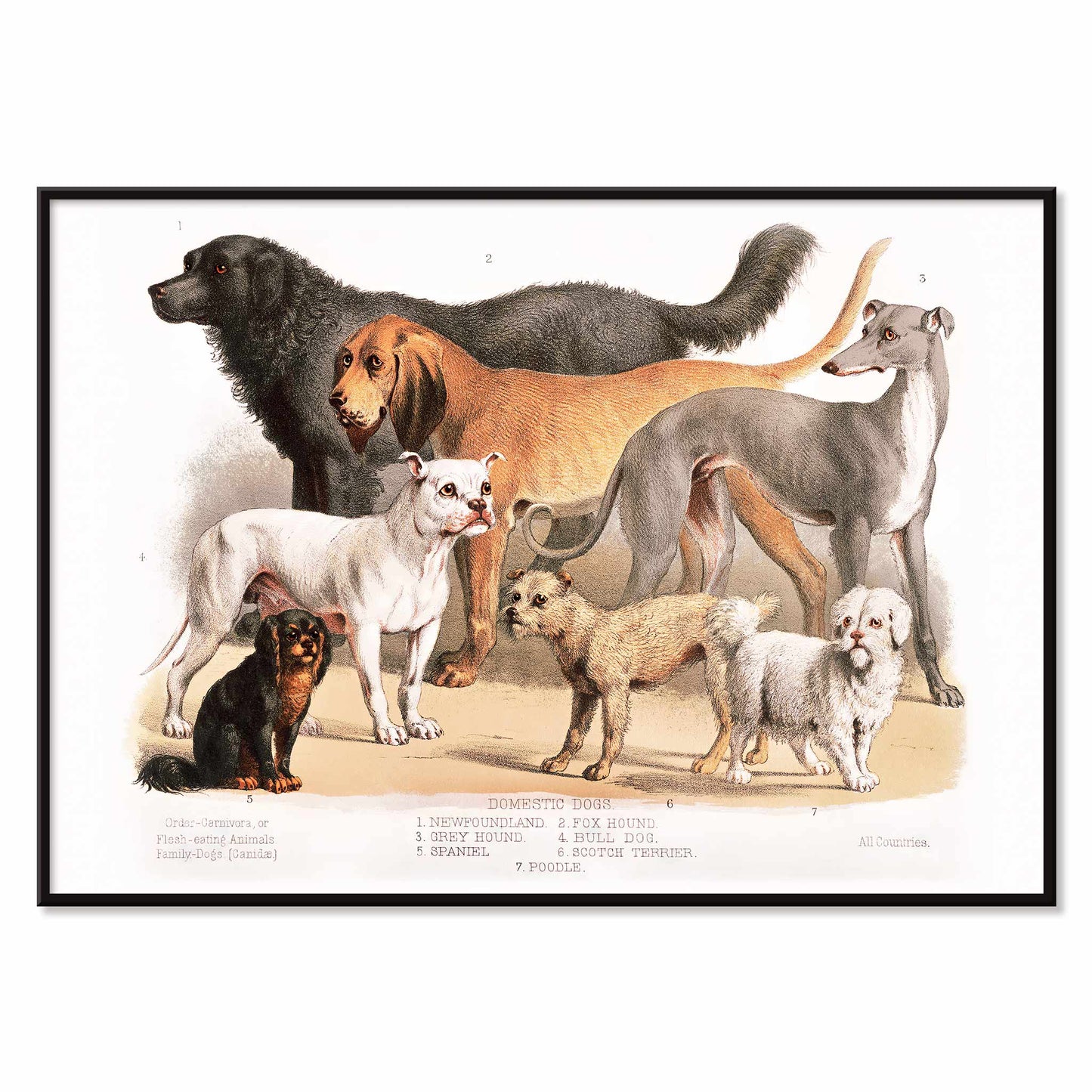 Poster of various domestic dog breeds illustrated from the Carnivora family artwork, with black aluminium frame on white background