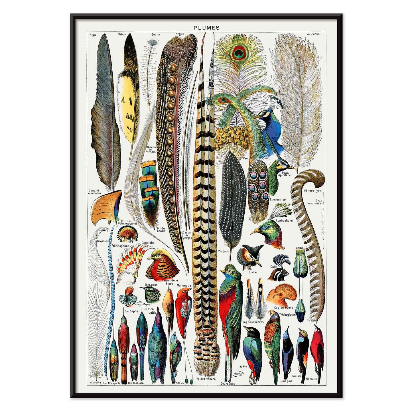 Colorful bird feathers illustration and poster from Plumes Feathers by Adolphe Millot featuring various plume types and detailed natural artwork, with black aluminium frame on white background