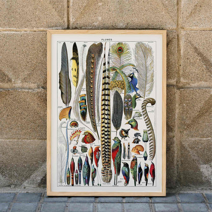 Colorful bird feathers illustration and poster from Plumes Feathers by Adolphe Millot featuring various plume types and detailed natural artwork, framed and displayed in modern living room decor