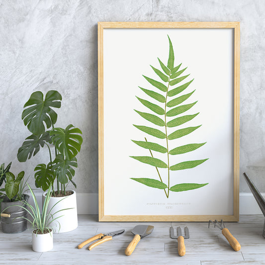 Polypodium Fraxinifolium fern botanical illustration poster by Edward Joseph Lowe from Ferns British and Exotic, framed and displayed in home decor