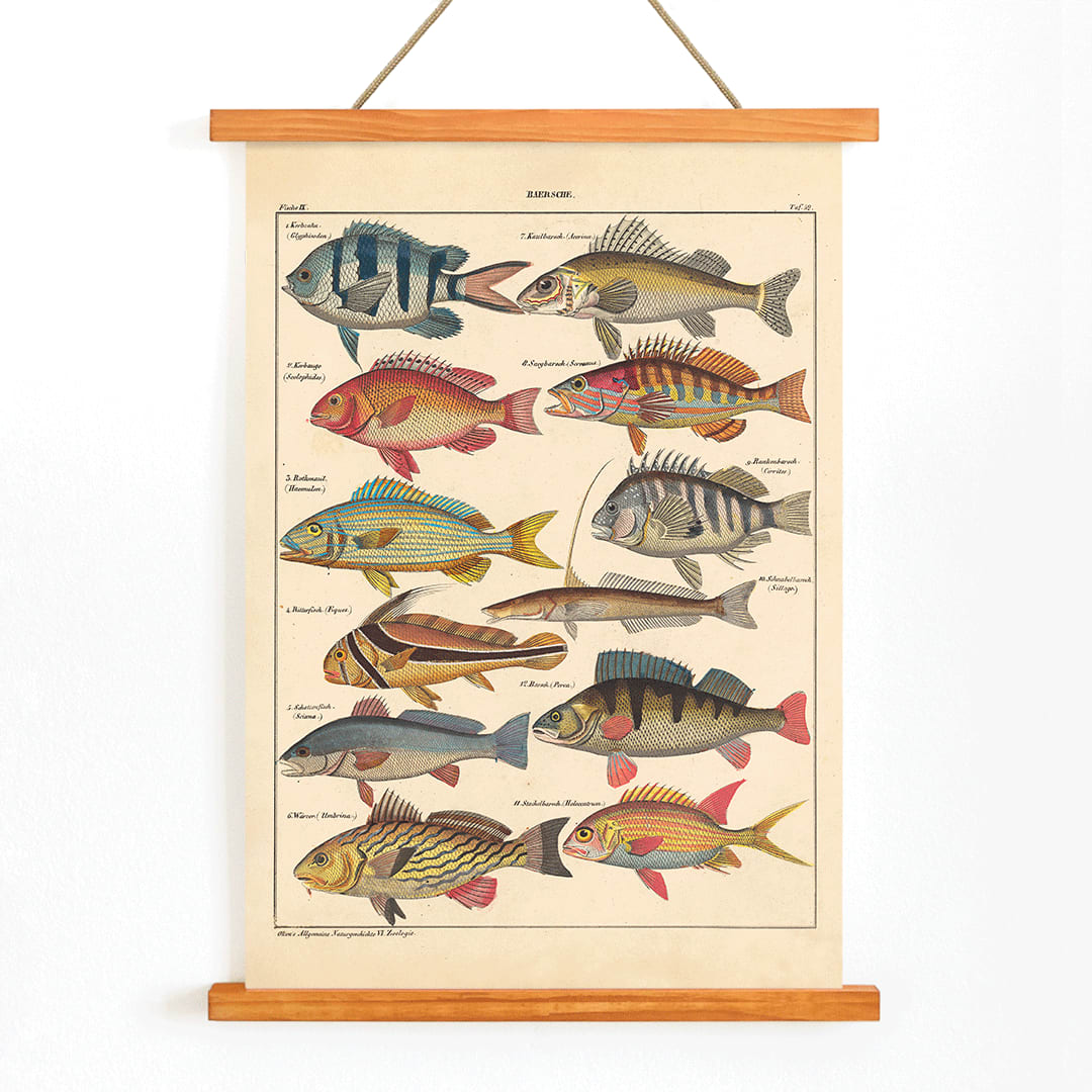Colorful fish illustrations poster by Lorenz Oken from General Natural History for All Classes PI.048, with wooden magnetic frame on white background