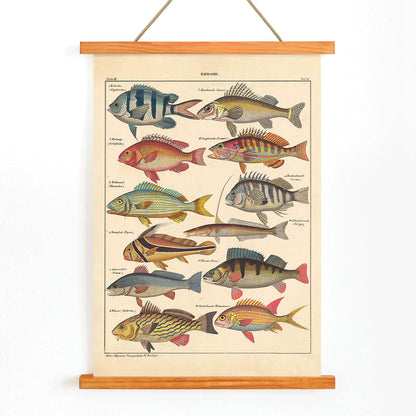 Colorful fish illustrations poster by Lorenz Oken from General Natural History for All Classes PI.048, with wooden magnetic frame on white background