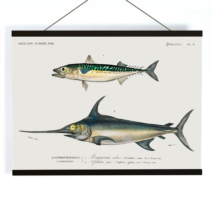 Illustration and poster of various fish species with scientific names from Different types of fishes by Charles Dessalines D Orbigny, with wooden magnetic frame on white background