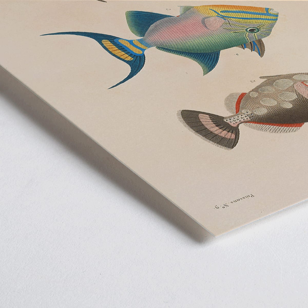 Closeup detail of Colorful fish illustrations poster by Louis-Isidore Duperrey from Voyage autour du monde Pl 016