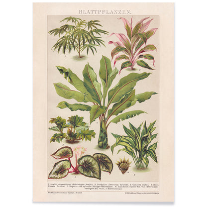 Colorful botanical illustration poster of various tropical foliage plants by Friedrich Arnold Brockhaus, with black aluminium frame on white background