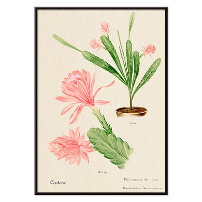 German empress cactus illustration and poster artwork Phyllocactus by Basel Botan Garten with pink flowers and green leaves, with black aluminium frame on white background