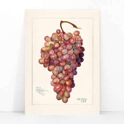 Vintage red grape cluster watercolor illustration by Amanda Almira Newton botanical accuracy poster artwork for home or kitchen wall decor, framed and displayed in modern living room decor