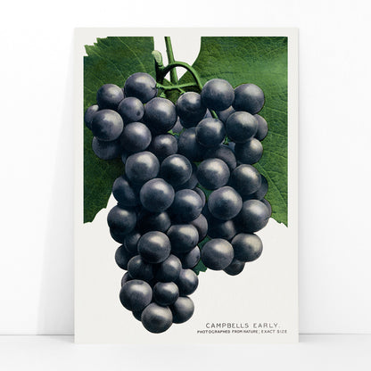 Campbells Early Grape botanical lithograph by Rochester Lithographing and Printing Company showing a detailed cluster of dark grapes with green leaves, framed and displayed in modern living room decor