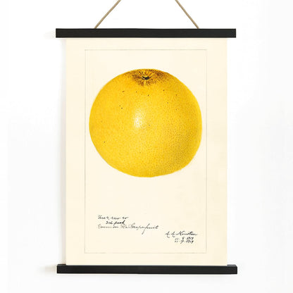 Detailed illustration and poster of grapefruit Citrus paradisi by Amanda Almira Newton, with wooden magnetic frame on white background
