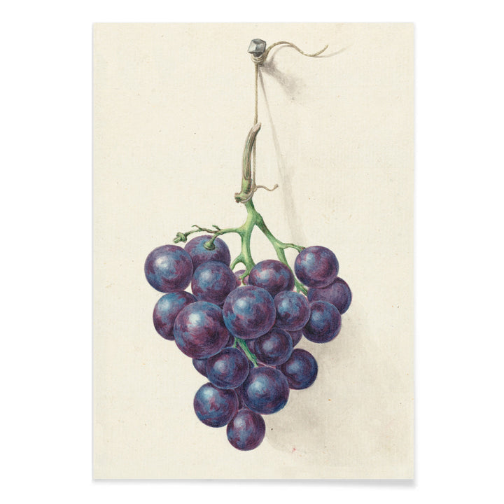 Realistic painting and poster of a bunch of blue grapes on a vine by Jean Bernard with light background, with black aluminium frame on white background