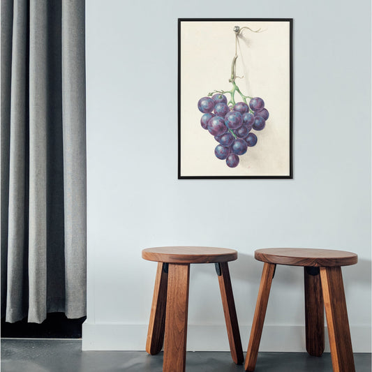 Realistic painting and poster of a bunch of blue grapes on a vine by Jean Bernard with light background, framed and displayed in home decor