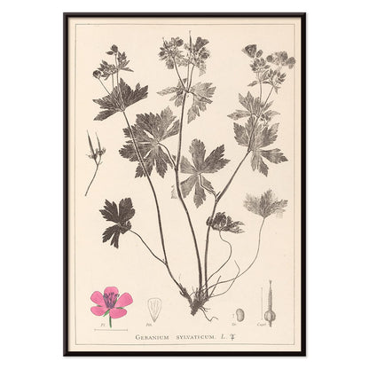 Botanical illustration and poster of Geranium sylvaticum with pink flower and detailed sketches by Louis Antoine Cusin from Herbier de la flore francaise, with black aluminium frame on white background