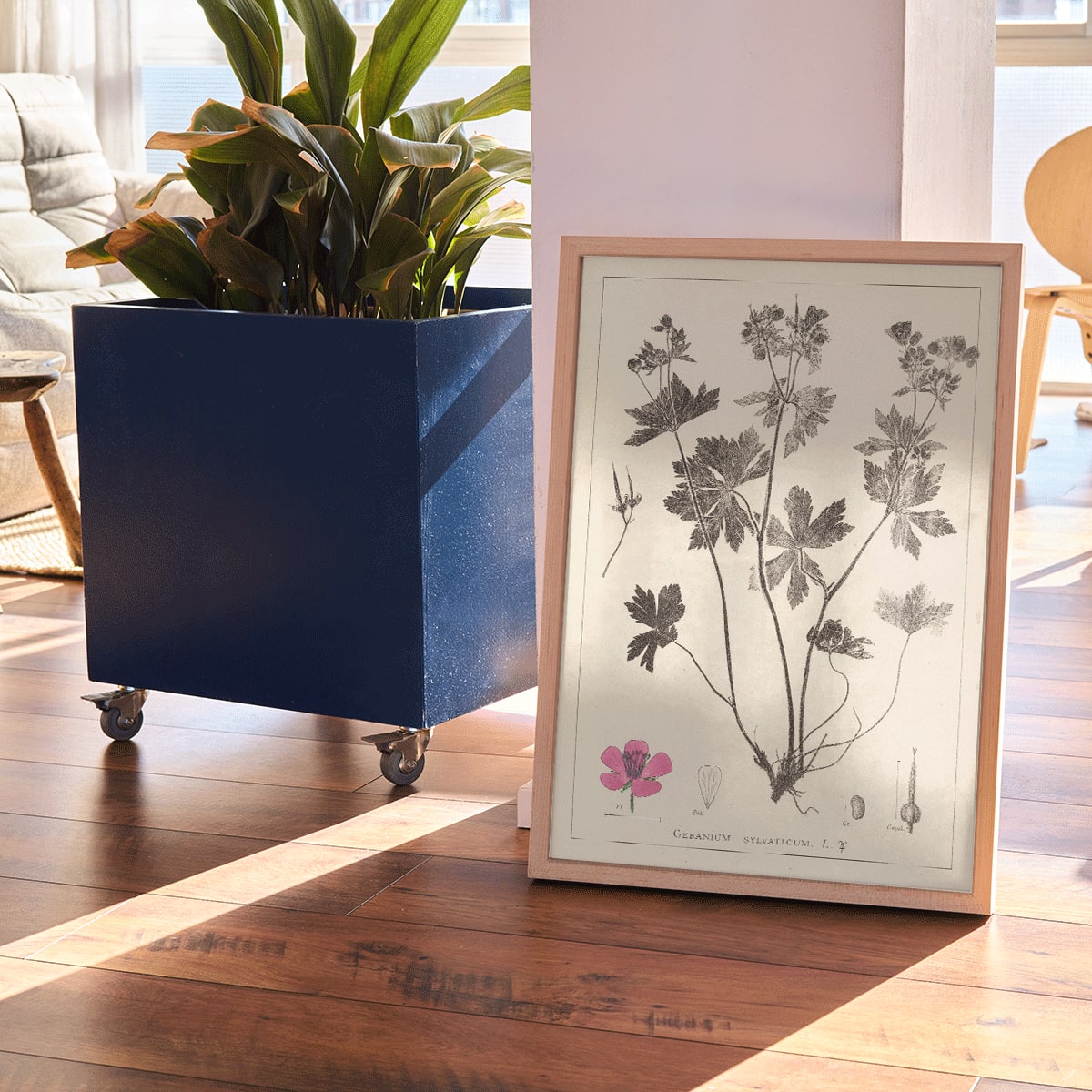 Botanical illustration and poster of Geranium sylvaticum with pink flower and detailed sketches by Louis Antoine Cusin from Herbier de la flore francaise, framed and displayed in modern living room decor