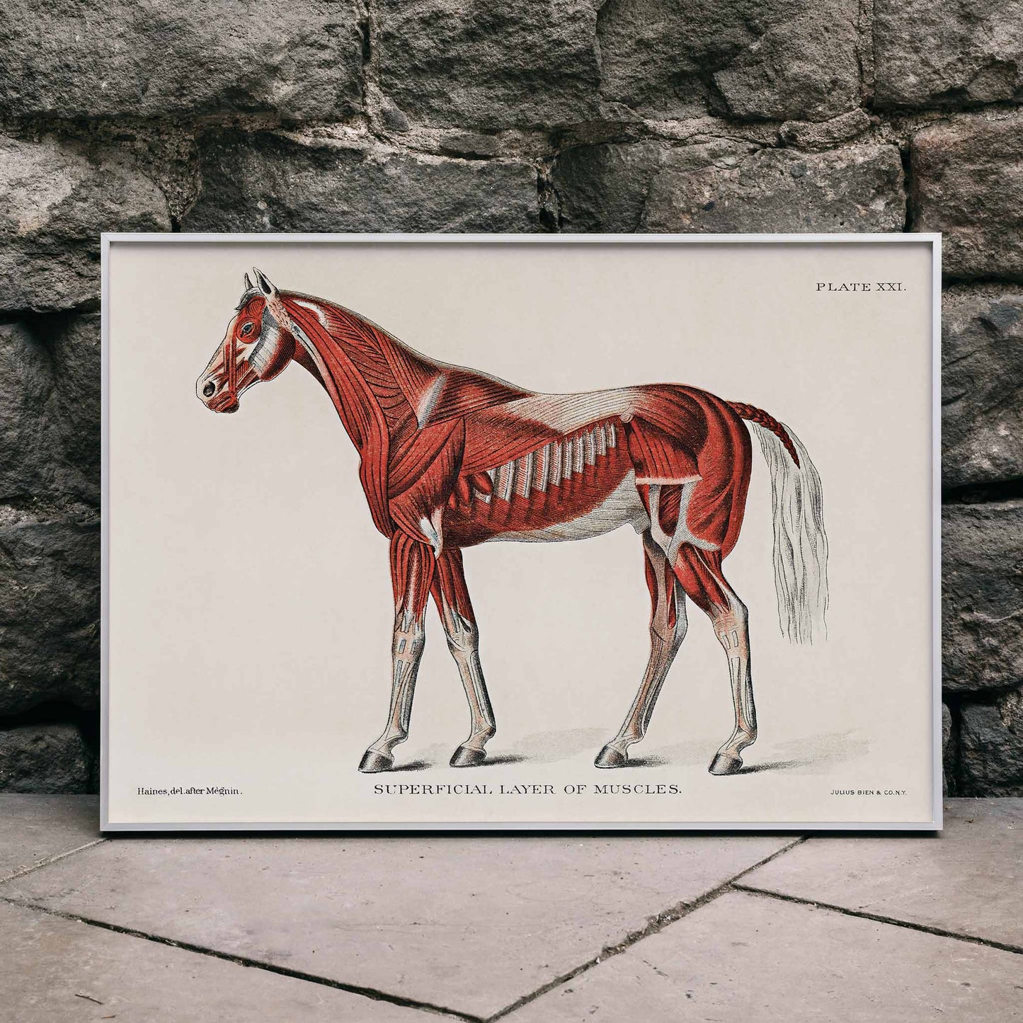 Superficial Layer of Muscles medical illustration of equine muscular system by unknown artist detailed horse anatomy poster, framed and displayed in modern living room decor