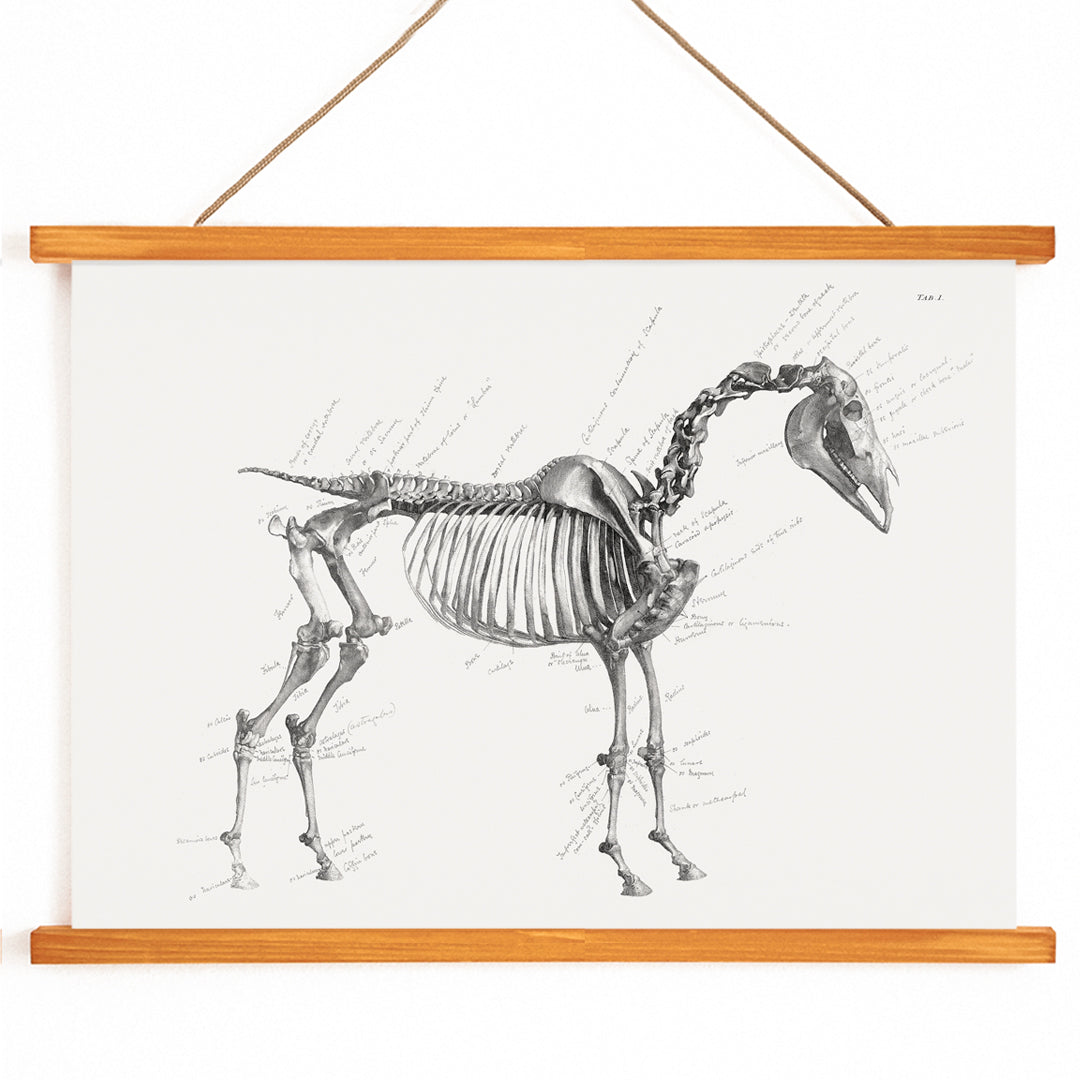 Detailed horse skeleton illustration with anatomical labels by George Stubbs from The anatomy of the horse artwork, with wooden magnetic frame on white background