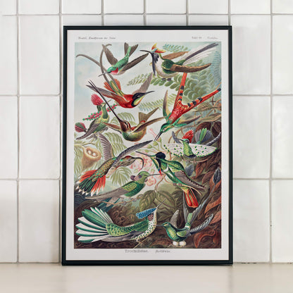 Colorful hummingbirds in nature and lush jungle artwork Trochilidae Kolibris poster by Ernst Haeckel from Kunstformen der Natur, framed and displayed in modern living room decor