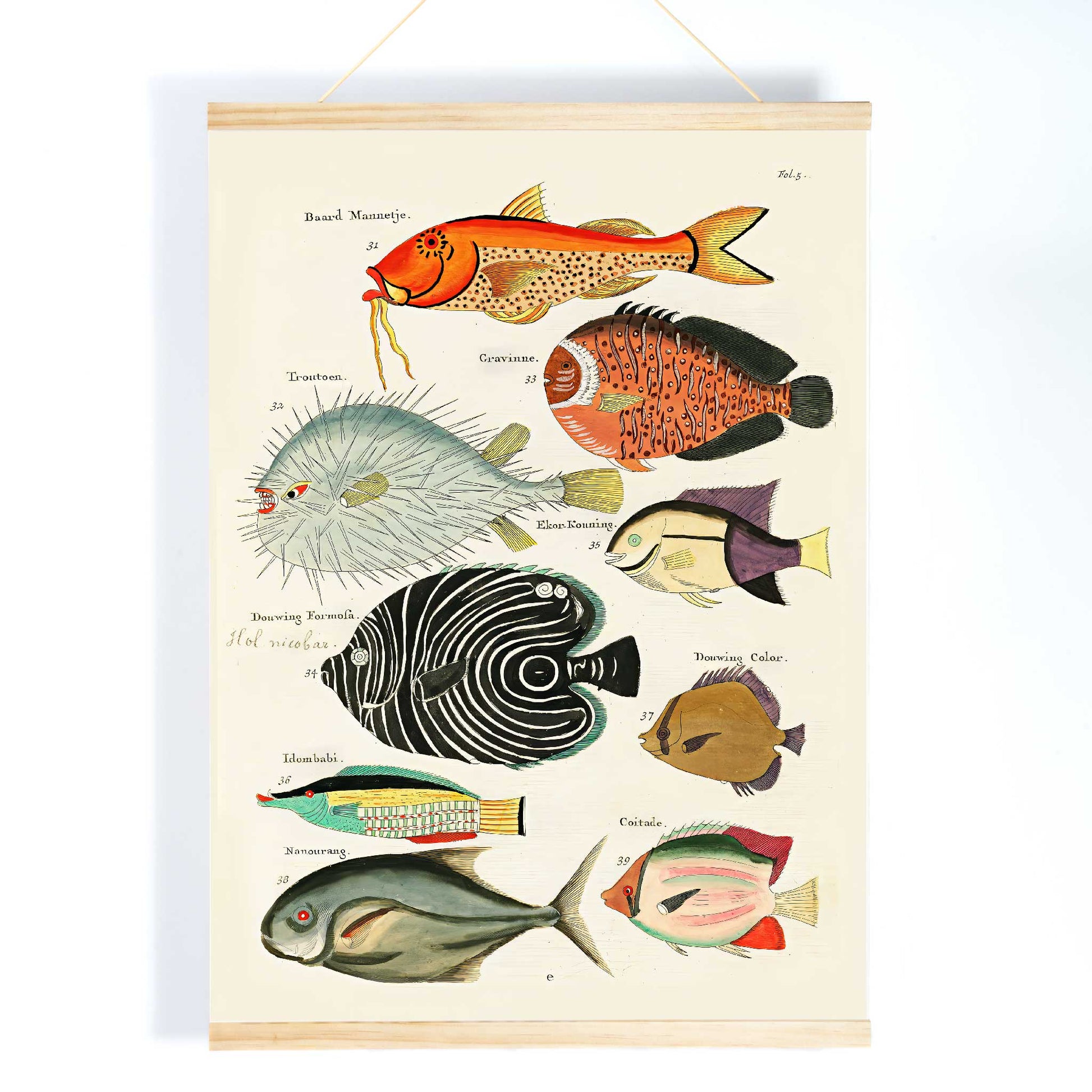 Colourful surreal fish illustrations by Louis Renard from Histoire naturelle des plus rares curiosites de la mer des Indes vibrant poster art for home decor, with wooden magnetic frame on white background