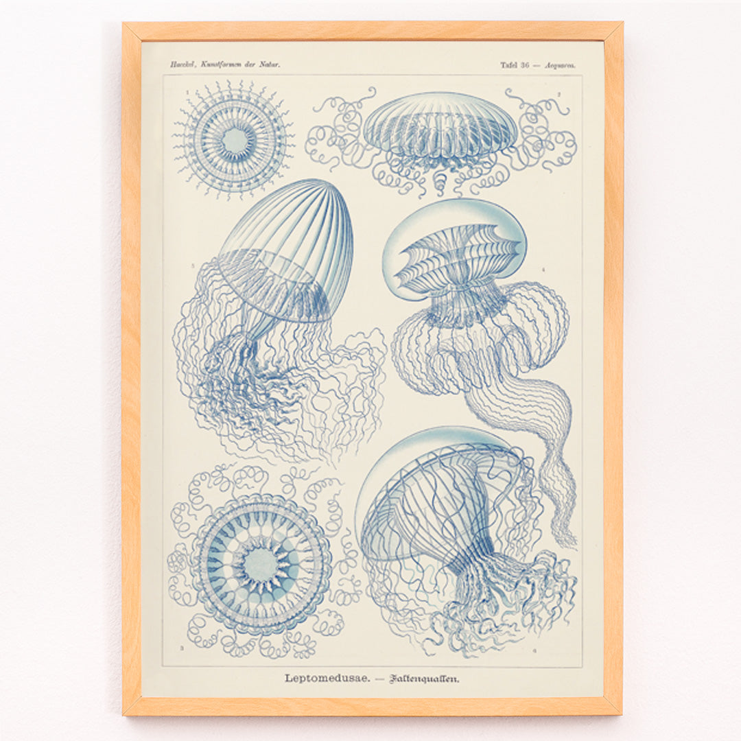 Closeup detail of Detailed blue scientific illustration of Leptomedusae jellyfish by Ernst Haeckel poster wall decor