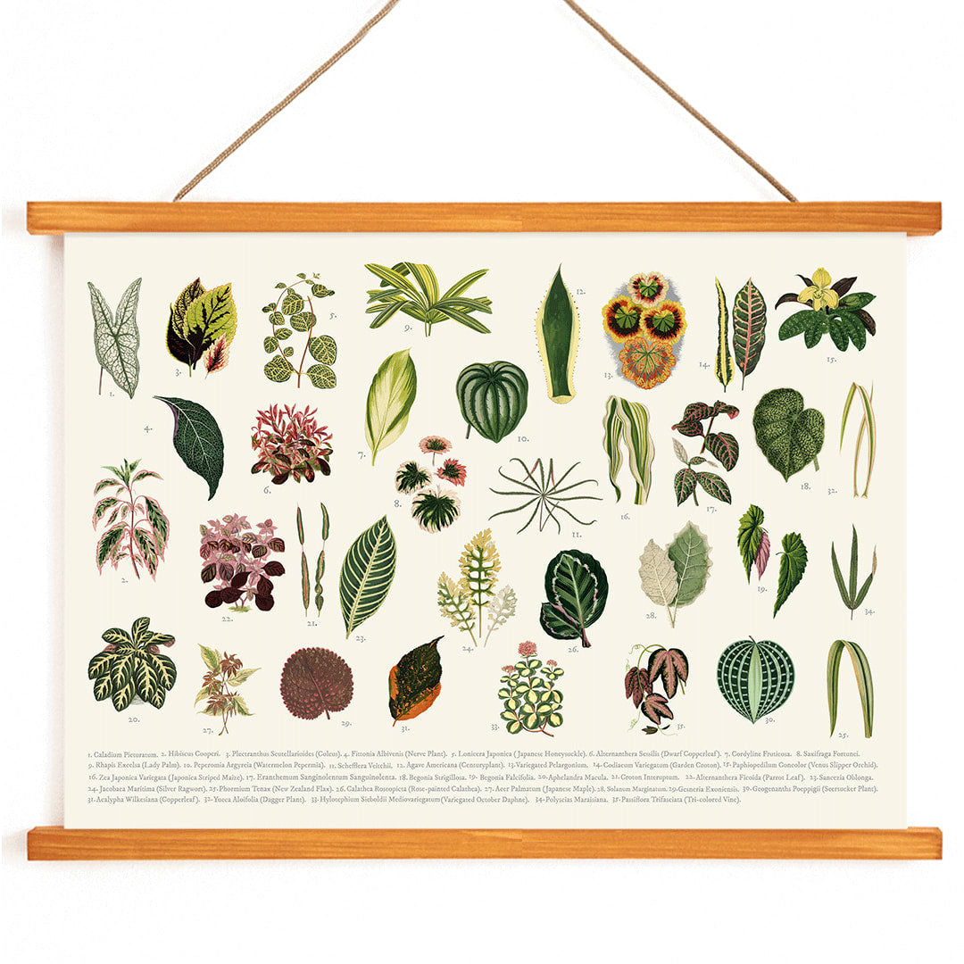 Botanical illustration poster of various leaves titled Collection of Leaves by artist Shirley Hibberd, with wooden magnetic frame on white background