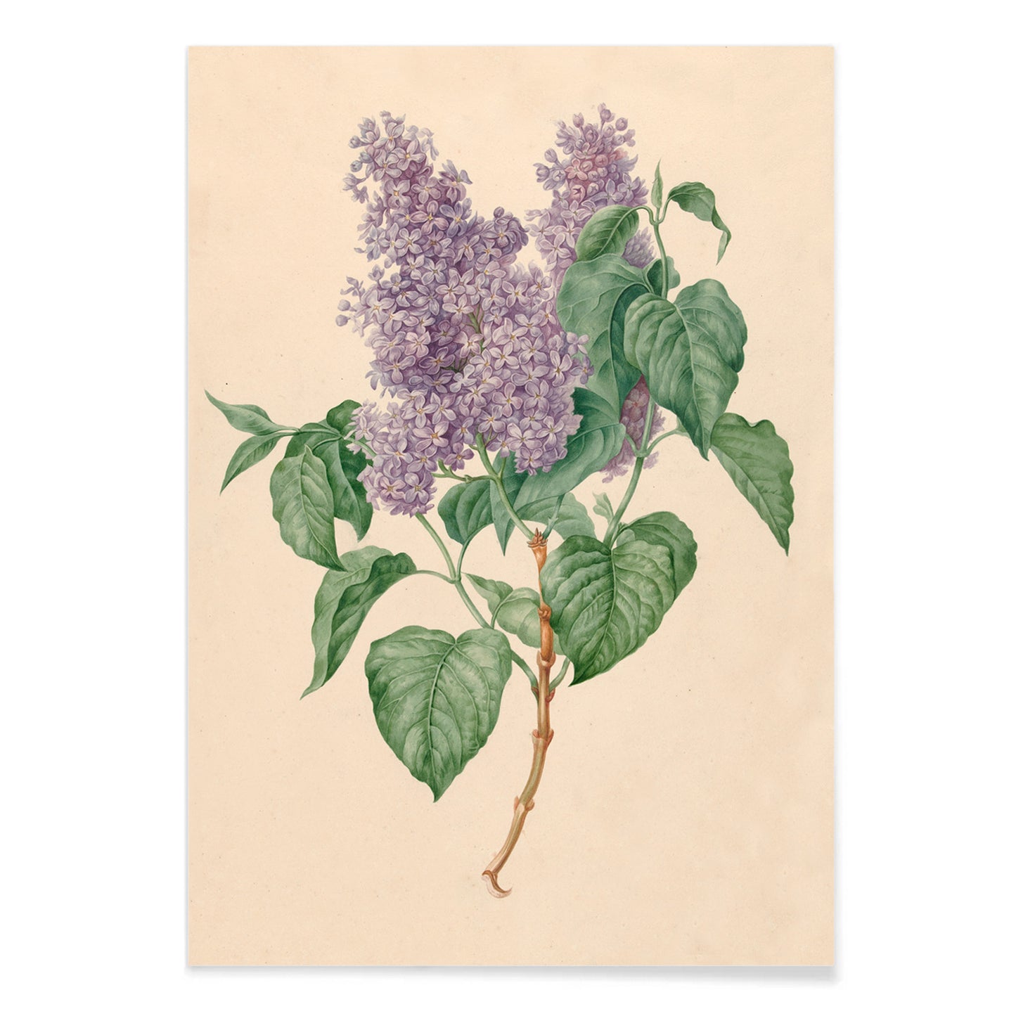 Botanical illustration poster of purple lilacs with green leaves titled Purple Lilacs by Maria Geertruida Barbiers-Snabilie, with black aluminium frame on white background