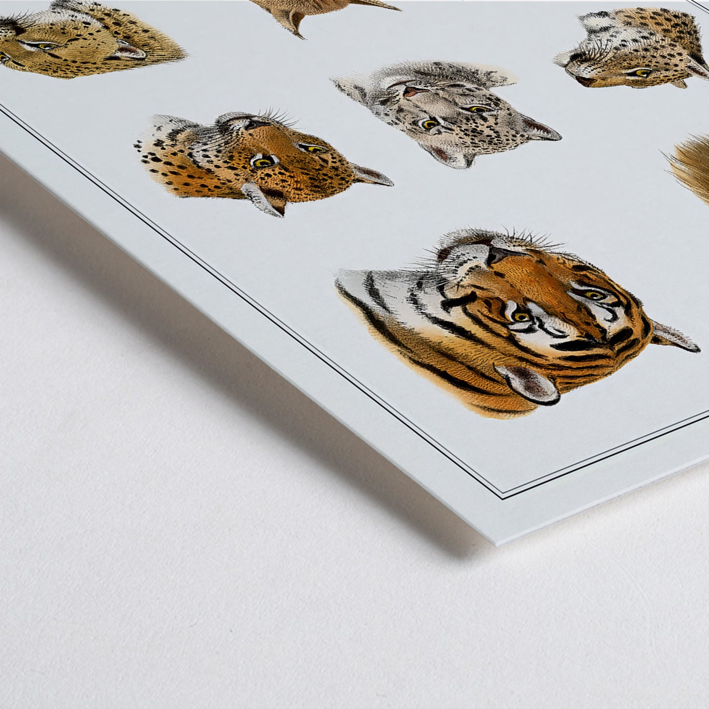 Closeup detail of Illustration of big cats and wild feline heads including lion tiger leopard and snow leopard by Richard Lydekker from The Great and Small Game of India