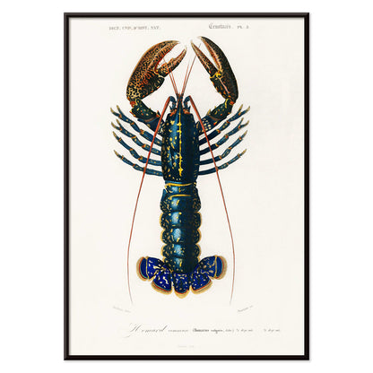 Crimson Crawfish Palemon Ornatum scientific marine life illustration by Charles Dessalines D Orbigny poster artwork, with black aluminium frame on white background