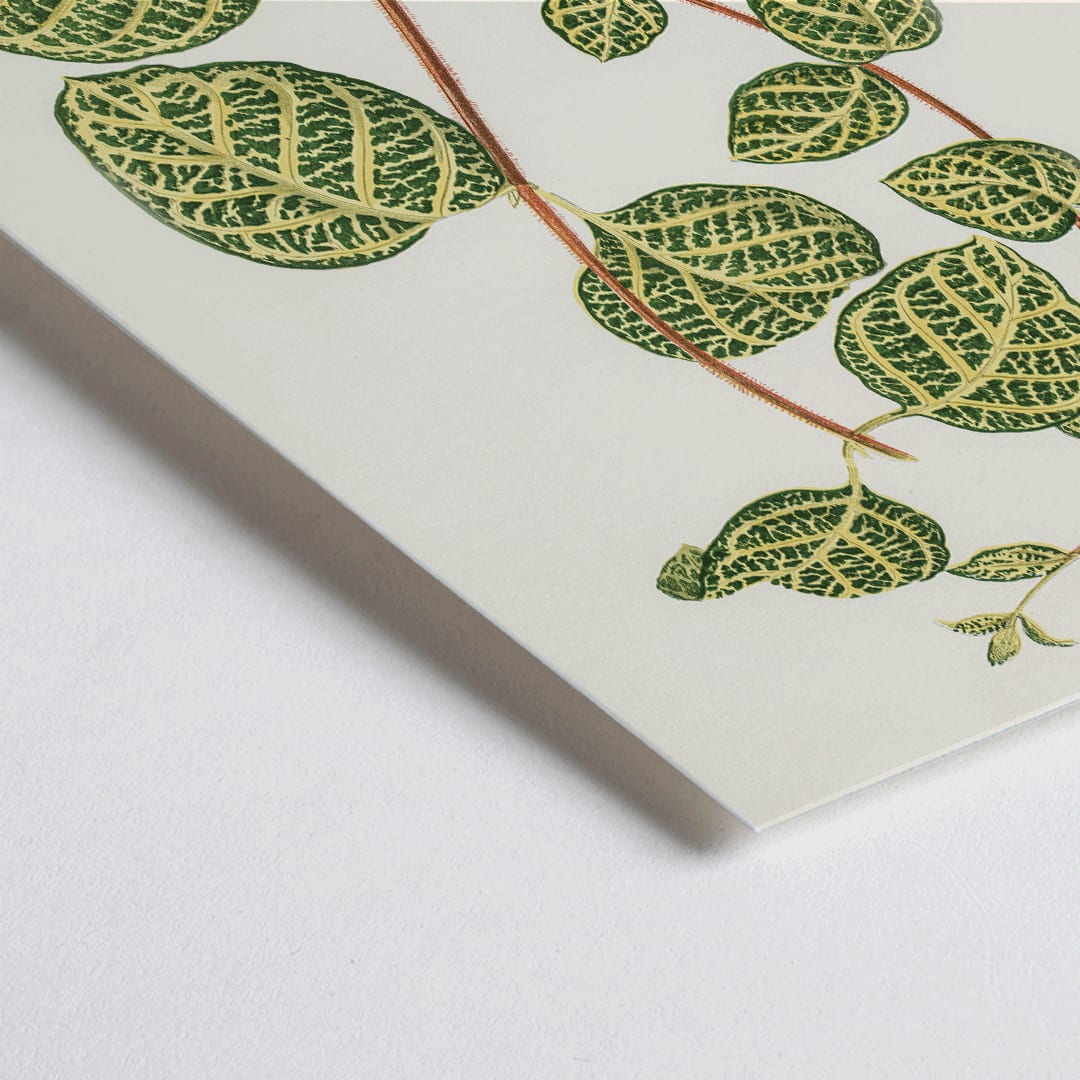 Closeup detail of Botanical illustration poster of Lonicera Brachypoda by Shirley Hibberd featuring green and yellow variegated leaves