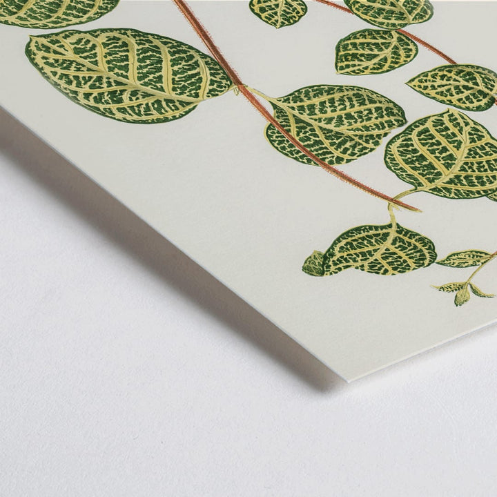 Closeup detail of Botanical illustration poster of Lonicera Brachypoda by Shirley Hibberd featuring green and yellow variegated leaves