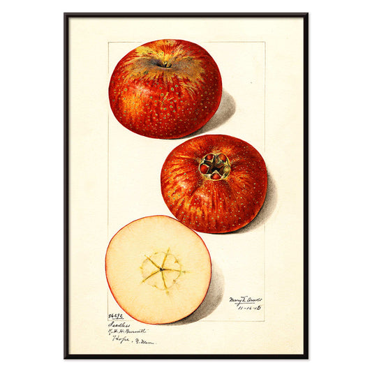 Malus domestica apples watercolor illustration by Mary Daisy Arnold showing whole and sliced fruits detailed artwork poster, with black aluminium frame on white background