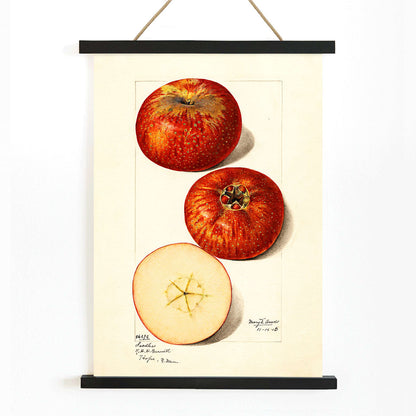 Malus domestica apples watercolor illustration by Mary Daisy Arnold showing whole and sliced fruits detailed artwork poster, with wooden magnetic frame on white background