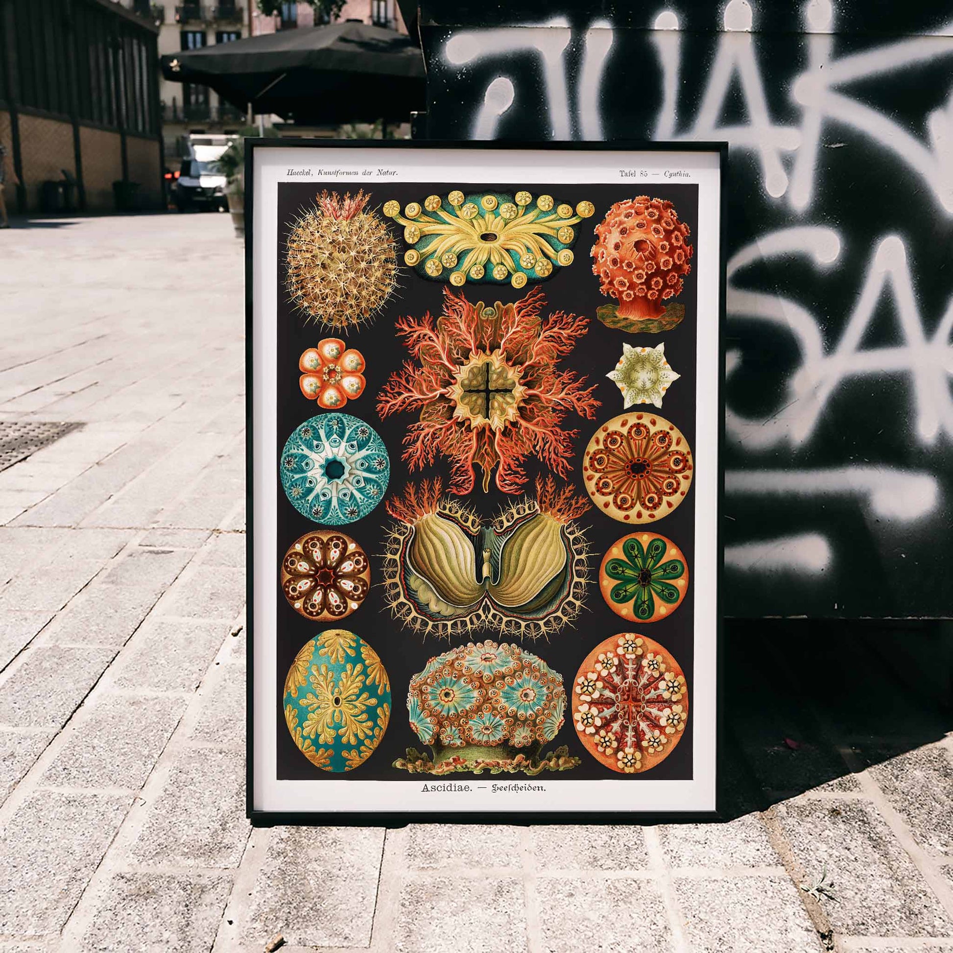 Colorful scientific illustration poster of ascidian sea creatures by Ernst Haeckel from Kunstformen der Natur and Ascidiae Seescheiden perfect for wall decor, framed and displayed in home decor