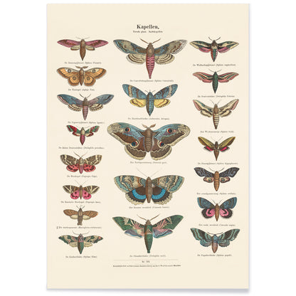 Colorful vintage illustration and detailed poster of night butterfly species by Ernst Frohlich, with black aluminium frame on white background