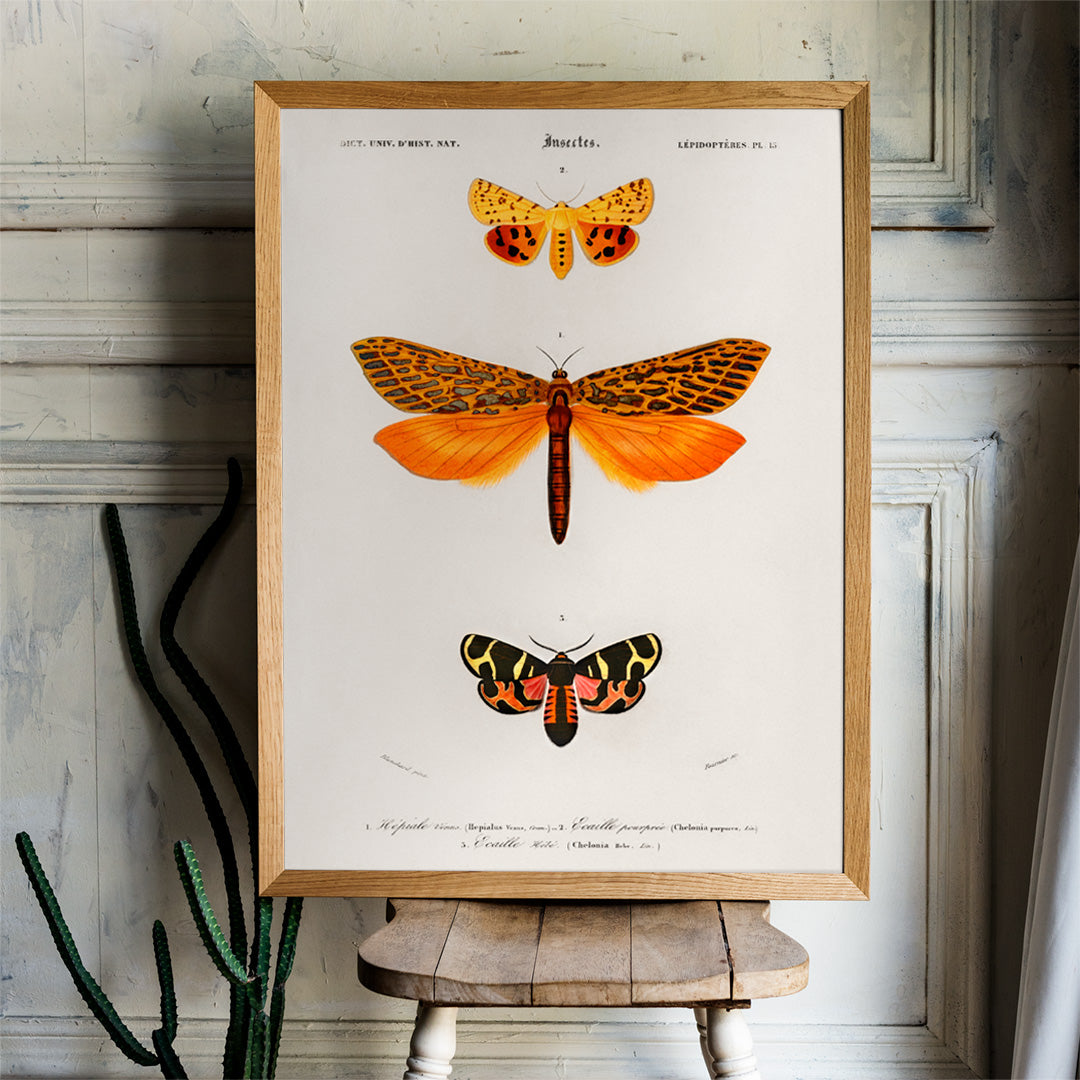 Colorful moth species illustrated by Charles Dessalines D Orbigny poster featuring different types of moths artwork, framed and displayed in home decor
