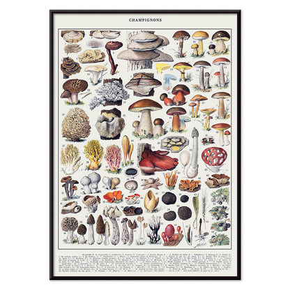 Colorful illustrated poster of various mushroom species by Editions Larousse titled Mushrooms colour plate 1, with black aluminium frame on white background