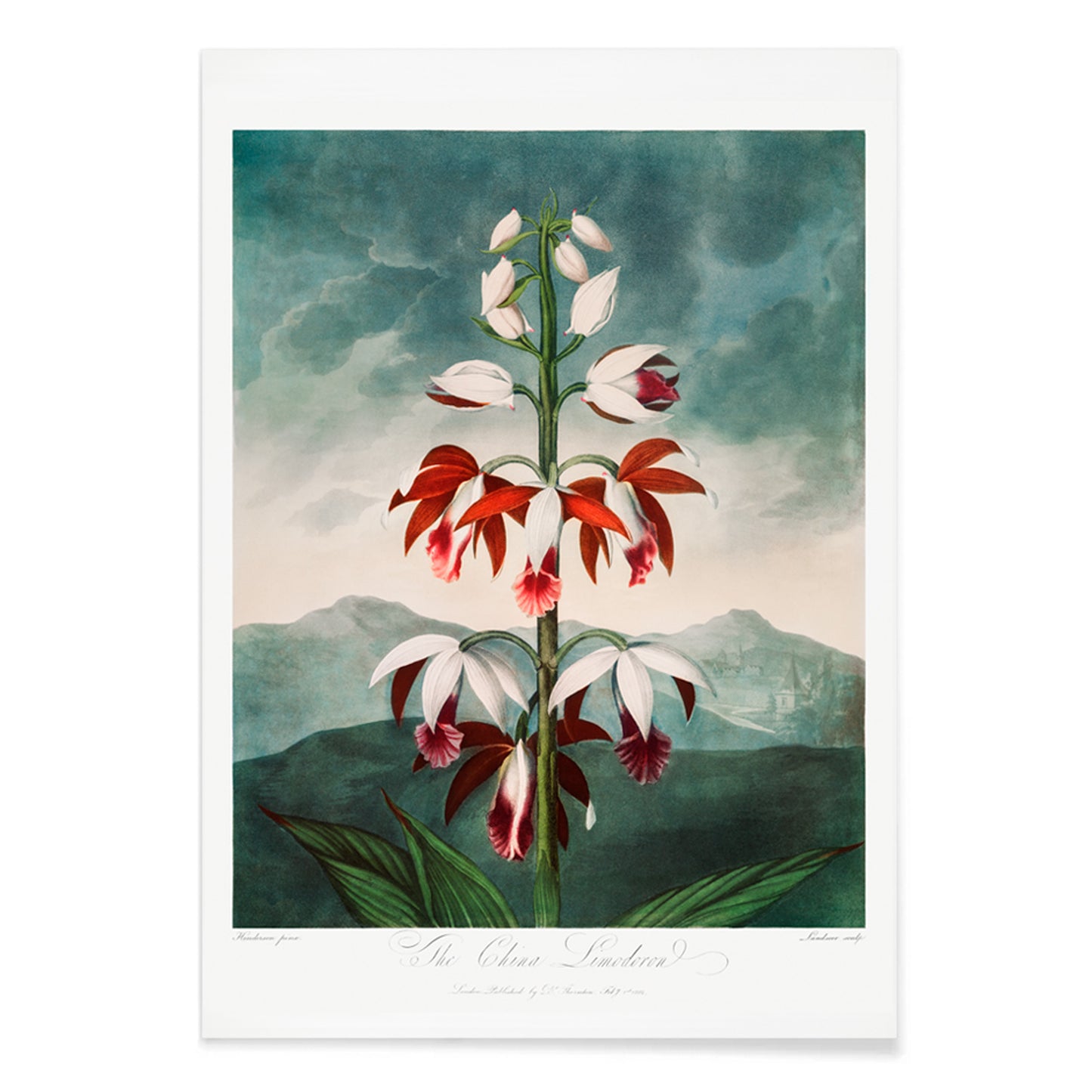 Botanical illustration poster of The Chinese Limodoron by Robert John Thornton from The Temple of Flora featuring a detailed vibrant orchid flower, with black aluminium frame on white background