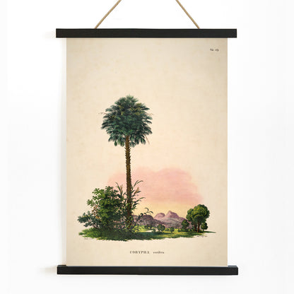 Botanical illustration and poster of Corypha cerifera palm tree by Carl Friedrich Philipp von Martius from Historia Naturalis Palmarum, with wooden magnetic frame on white background