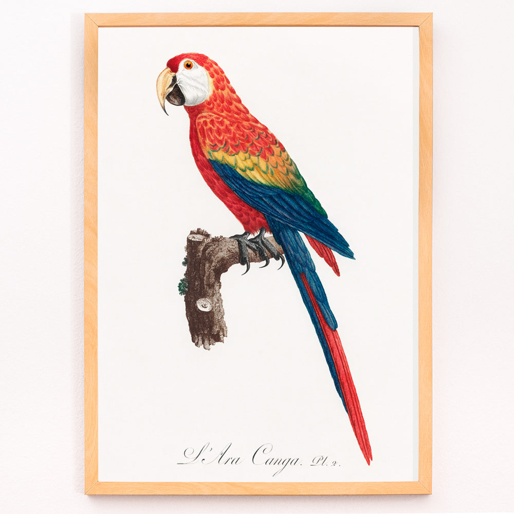 Closeup detail of Colorful parrot Ara Canga illustration by Francois Levaillant perched on branch from Natural History of Parrots poster