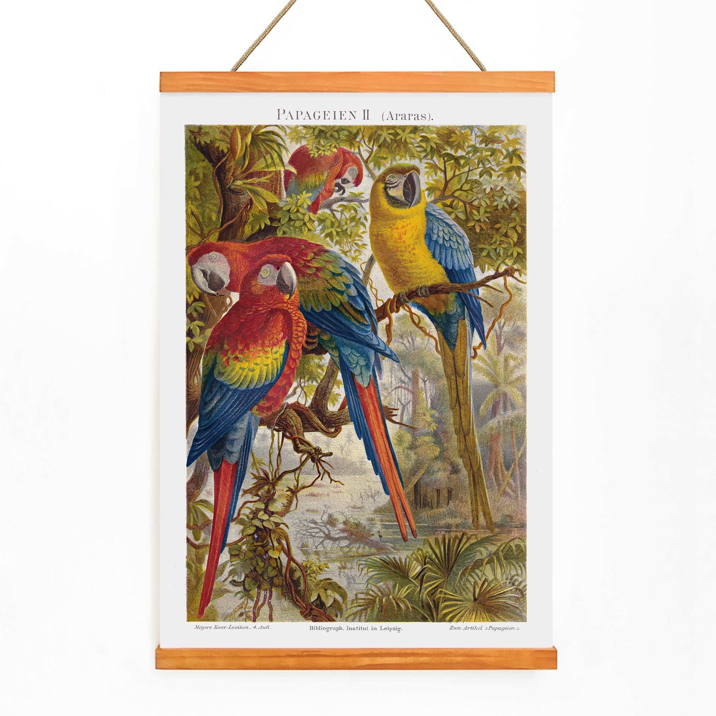 Colorful parrots in a lush jungle artwork Papageien II by Institut of Leipzig poster for wall decor, with wooden magnetic frame on white background