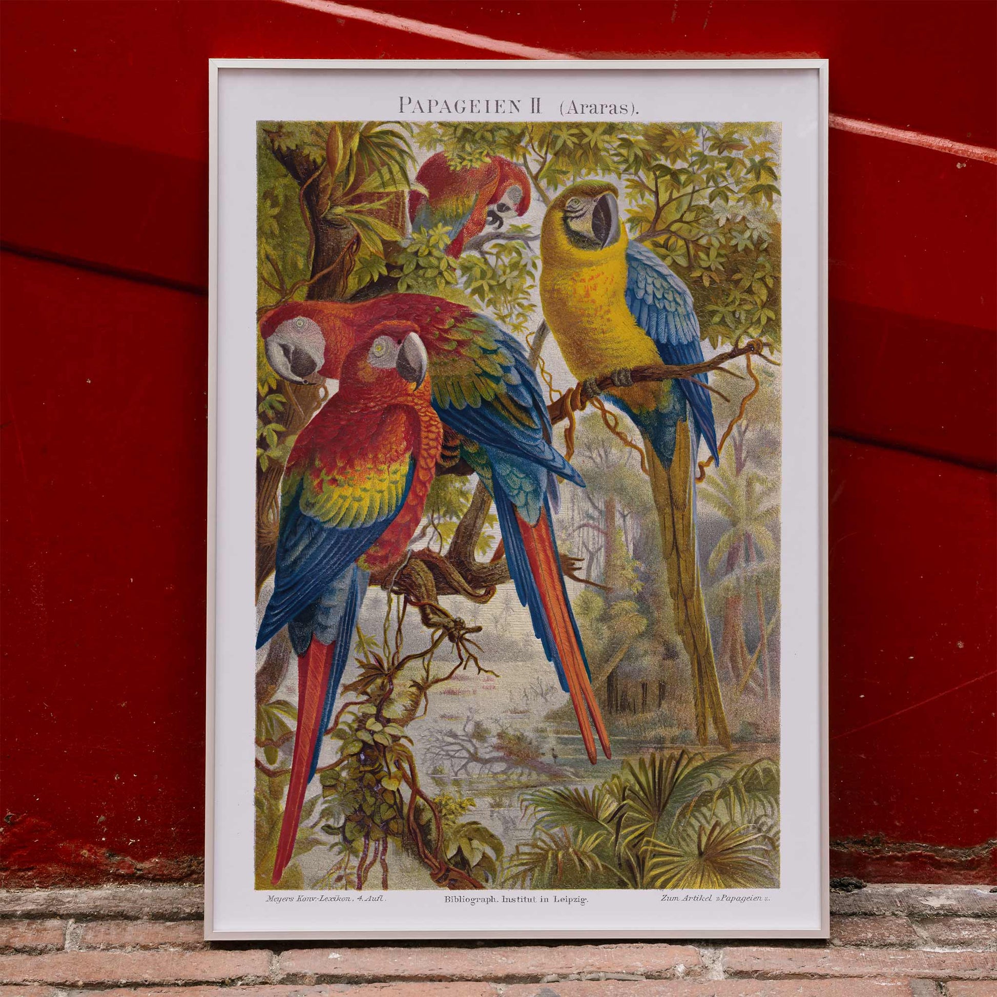 Colorful parrots in a lush jungle artwork Papageien II by Institut of Leipzig poster for wall decor, framed and displayed in modern living room decor