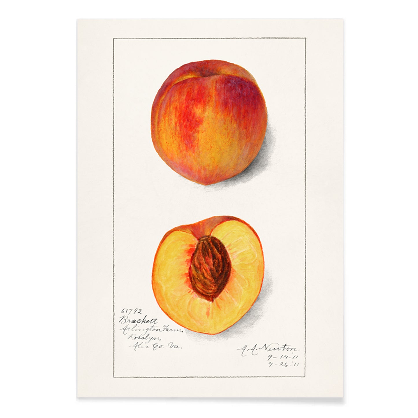 Botanical illustration and poster of peaches Prunus Persica by Amanda Almira Newton showing whole and half peach artwork, with black aluminium frame on white background