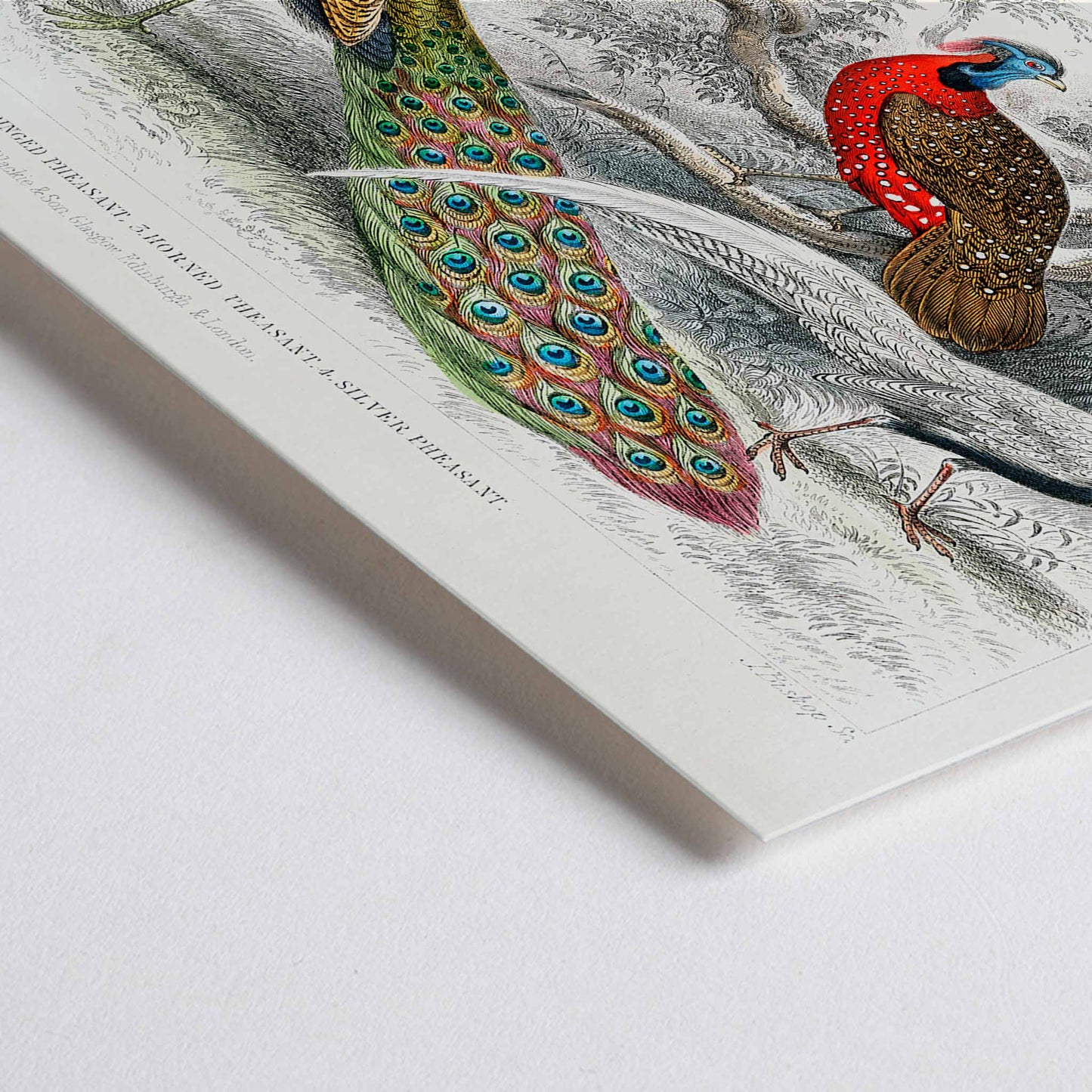 Closeup detail of Vibrant illustration and poster of peacock and pheasants including Common Peacock Ringed Pheasant Horned Pheasant and Silver Pheasant by Oliver Goldsmith from A History of the Earth and Animated Nature